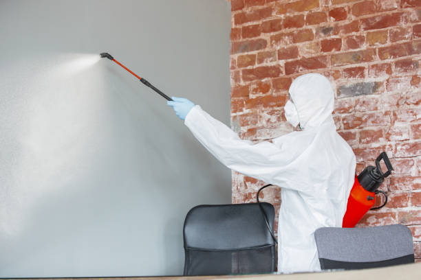Best Basement Mold Removal  in Mayville, WI