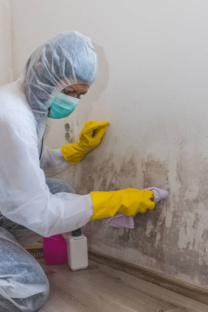 Best Mold Documentation for Insurance Claims  in Mayville, WI